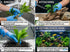Cichlid-Friendly Live Plant Pack – Large Hardy Aquarium Plants (3 Pack)