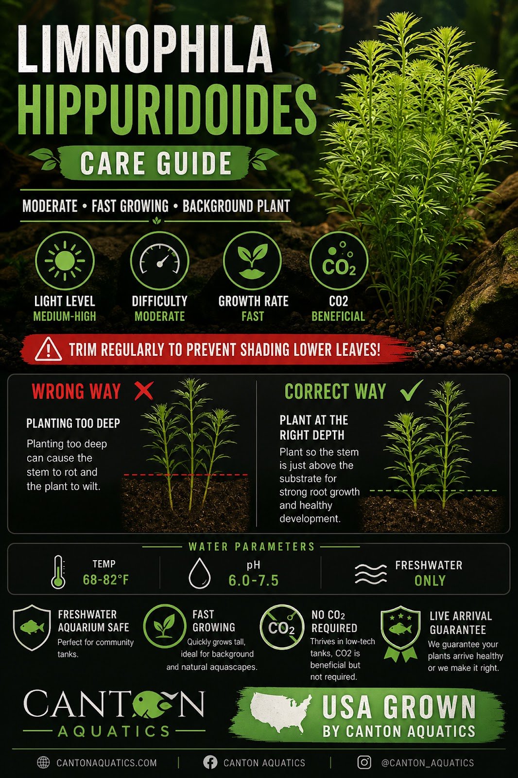 Limnophila Hippuridoides – Live Freshwater Aquarium Plant