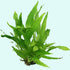 Java Fern (Microsorum pteropus) – Easy Live Freshwater Aquarium Plant