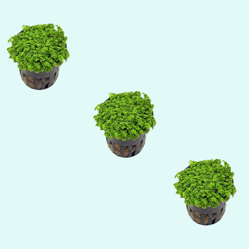 Dwarf Baby Tears Micranthemum Umbrosom