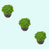 Dwarf Baby Tears Micranthemum Umbrosom