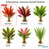 Amazon Sword Echinodorus Red Flame - Image 24 of 30