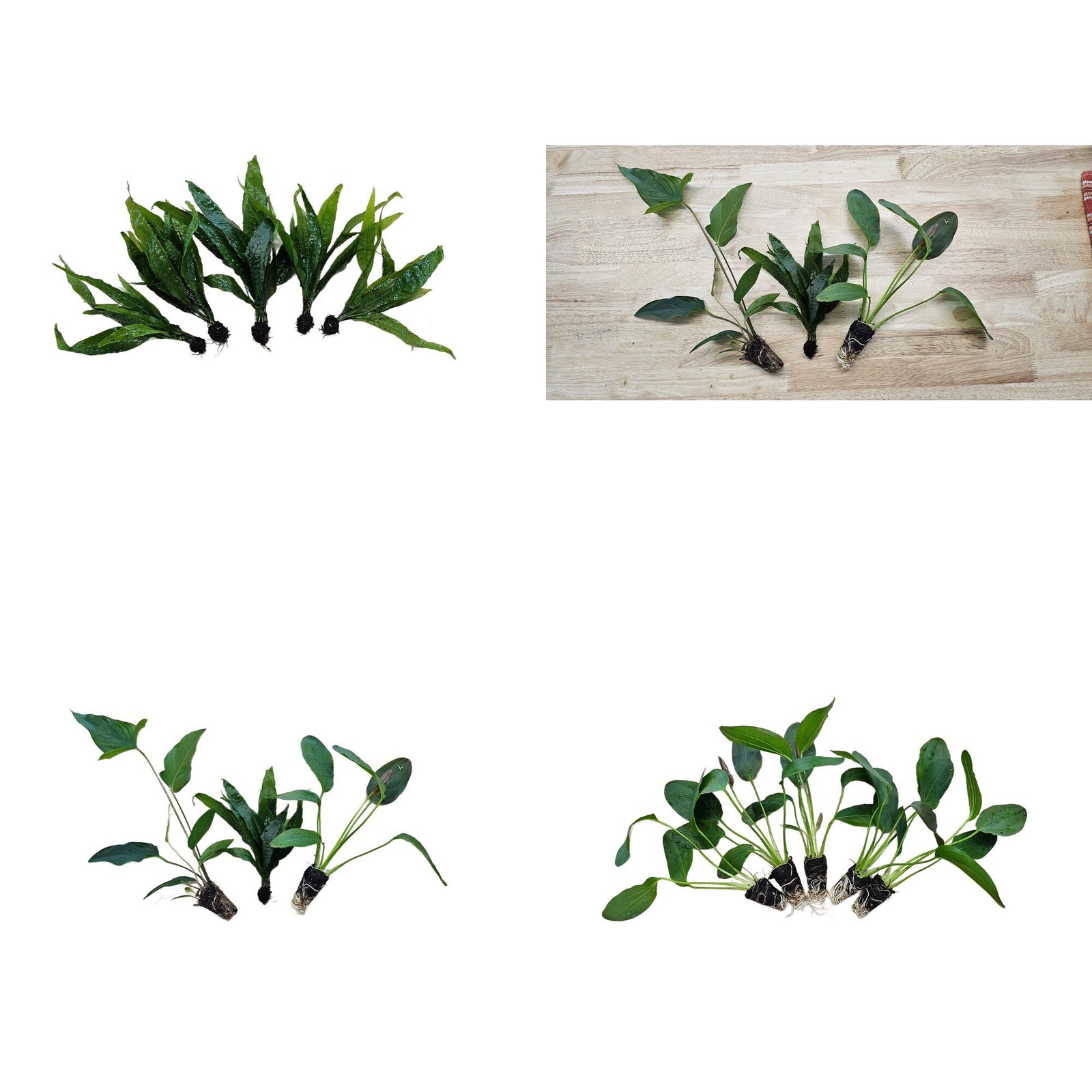 Beginner Centerpiece Bundle – 20–40 Gallon Low-Tech Aquarium | Easy Live Plants, Lush & Hardy