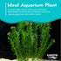 Anacharis Egeria Densa Bunch Live Aquarium Plants - Image 9 of 27