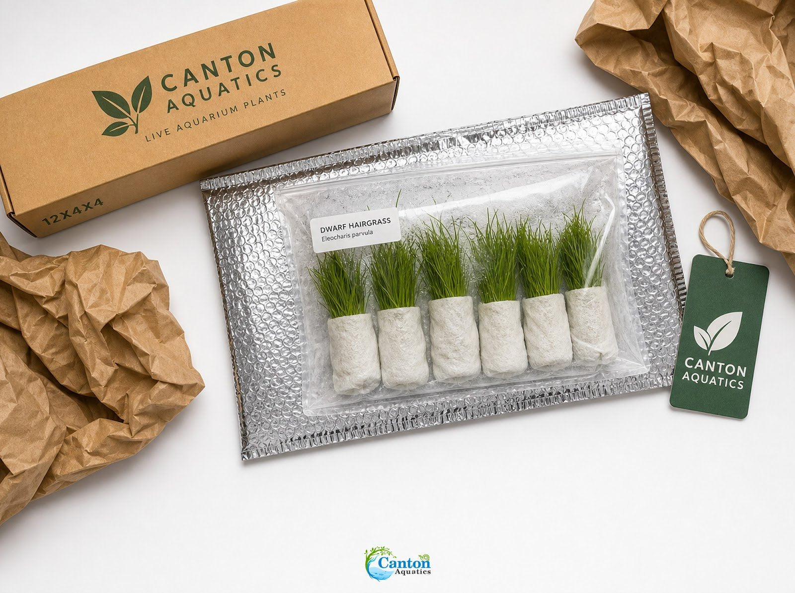 5 X Dwarf Hairgrass (Eleocharis Parvula) - Image 5 of 10