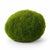 Marimo Moss Ball (Aegagropila Linnaei)