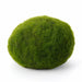 Marimo Moss Ball (Aegagropila Linnaei)