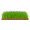 Dwarf Hairgrass Eleocharis Mat