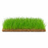 Dwarf Hairgrass Eleocharis Mat