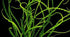 Crinum Calamistratum