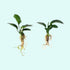 Anubias Barteri - Image 61 of 80