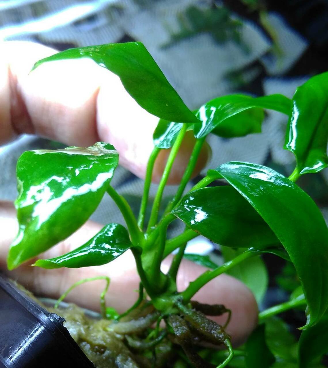 Anubias Minima Bare Root - Image 33 of 40