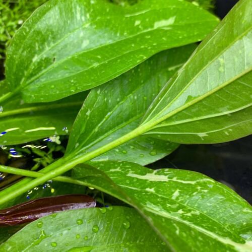 Rose Sparkle Sword (Echinodorus sp. “Rose Sparkle”) – Live Aquarium Plant
