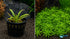 Pogostemon Helferi