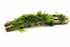 Moss On Wood – Live Aquarium Moss Attached to Natural Driftwood