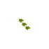 CANTON AQUATICS Staurogyne S Repens Plants - Long Lasting & Easy to Care - Promote High Water Quality and Fast - Growing Live Freshwater Carpet Plant for Aquascaping - 5X Clumps Plants