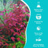 Ludwigia Repens (Dark Red)