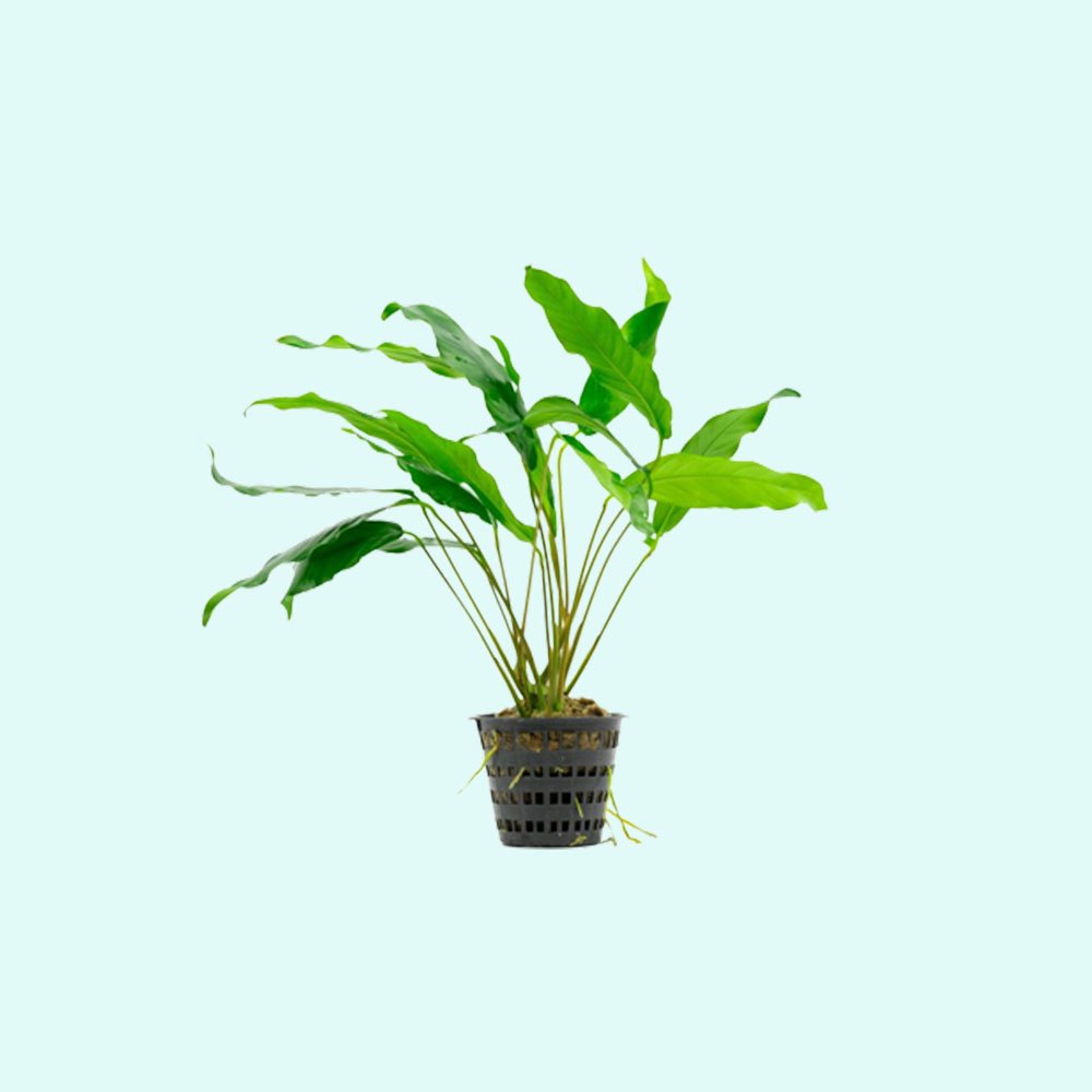 Anubias Minima Bare Root - Image 28 of 40