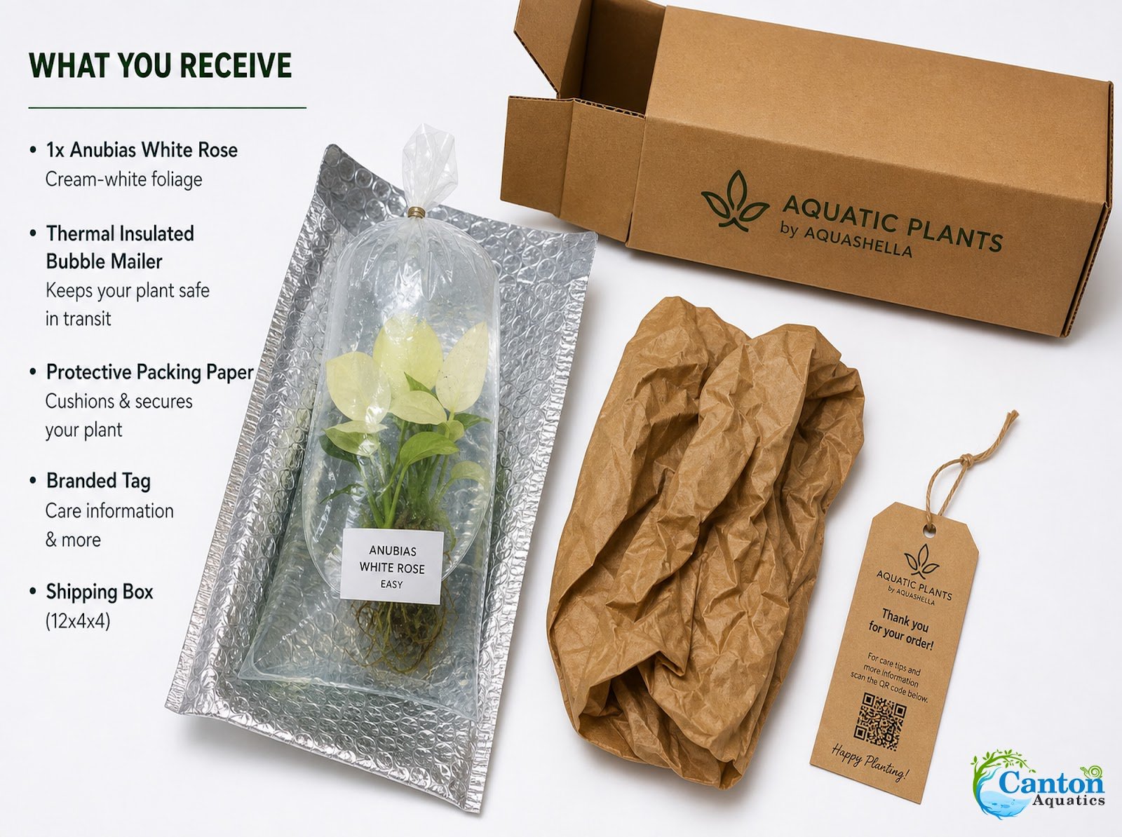 Anubias White Rose – Live Freshwater Aquarium Plant