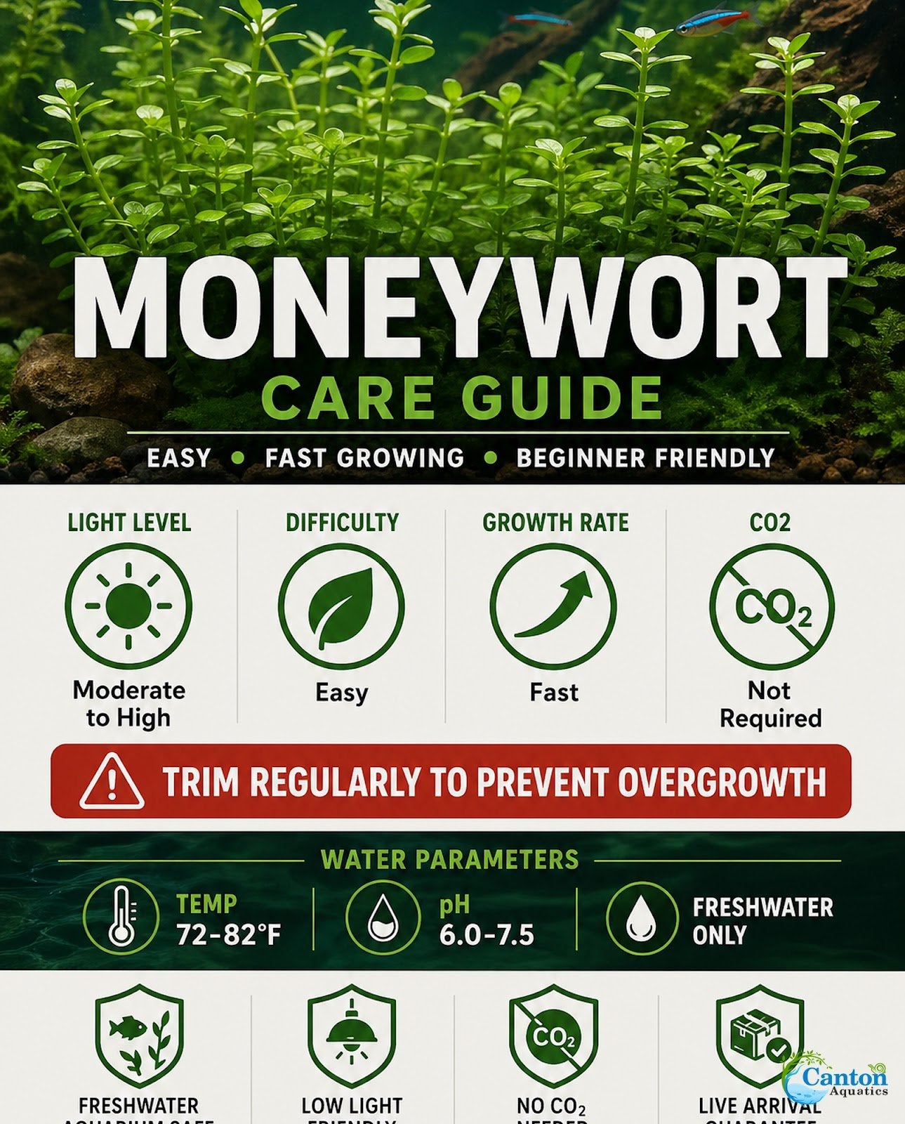 Moneywort (Bacopa monnieri) – Live Aquarium & Paludarium Plant