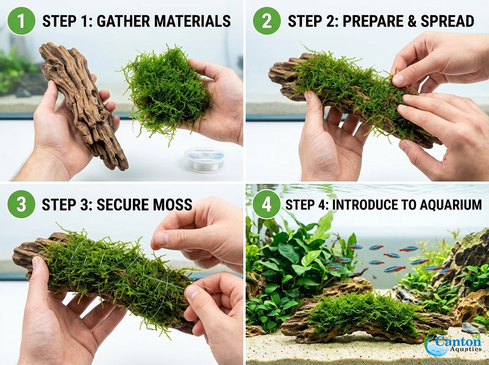 Canton Aquatics Java Moss Taxiphyllum Barbieri Live Freshwater Aquarium Moss - Low Light