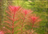 Myriophyllum Heterophyllum Myrio Red