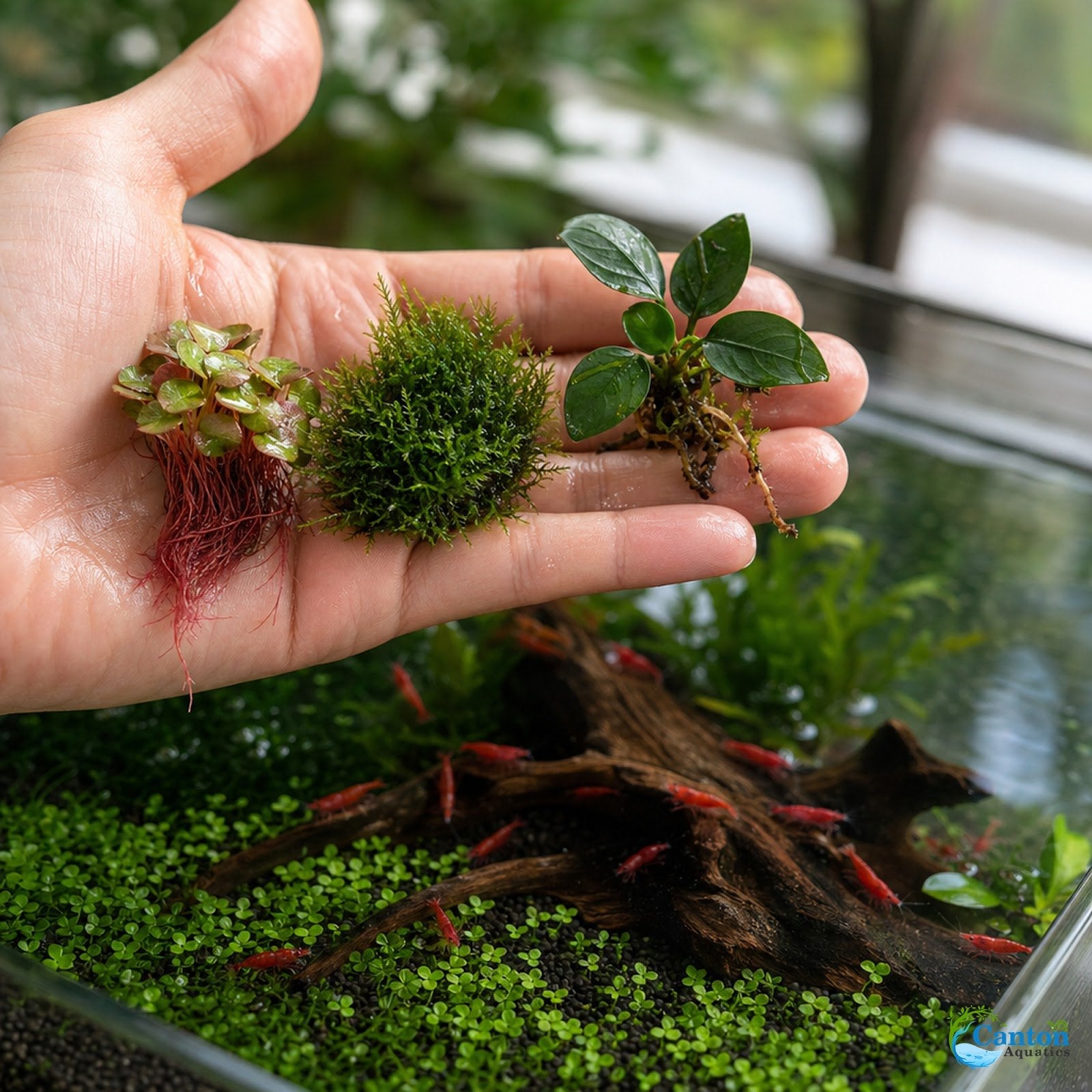 Live Shrimp Tank Plant Bundle | Aquarium Plants for Shrimp Neocaridina Cherry Shrimp