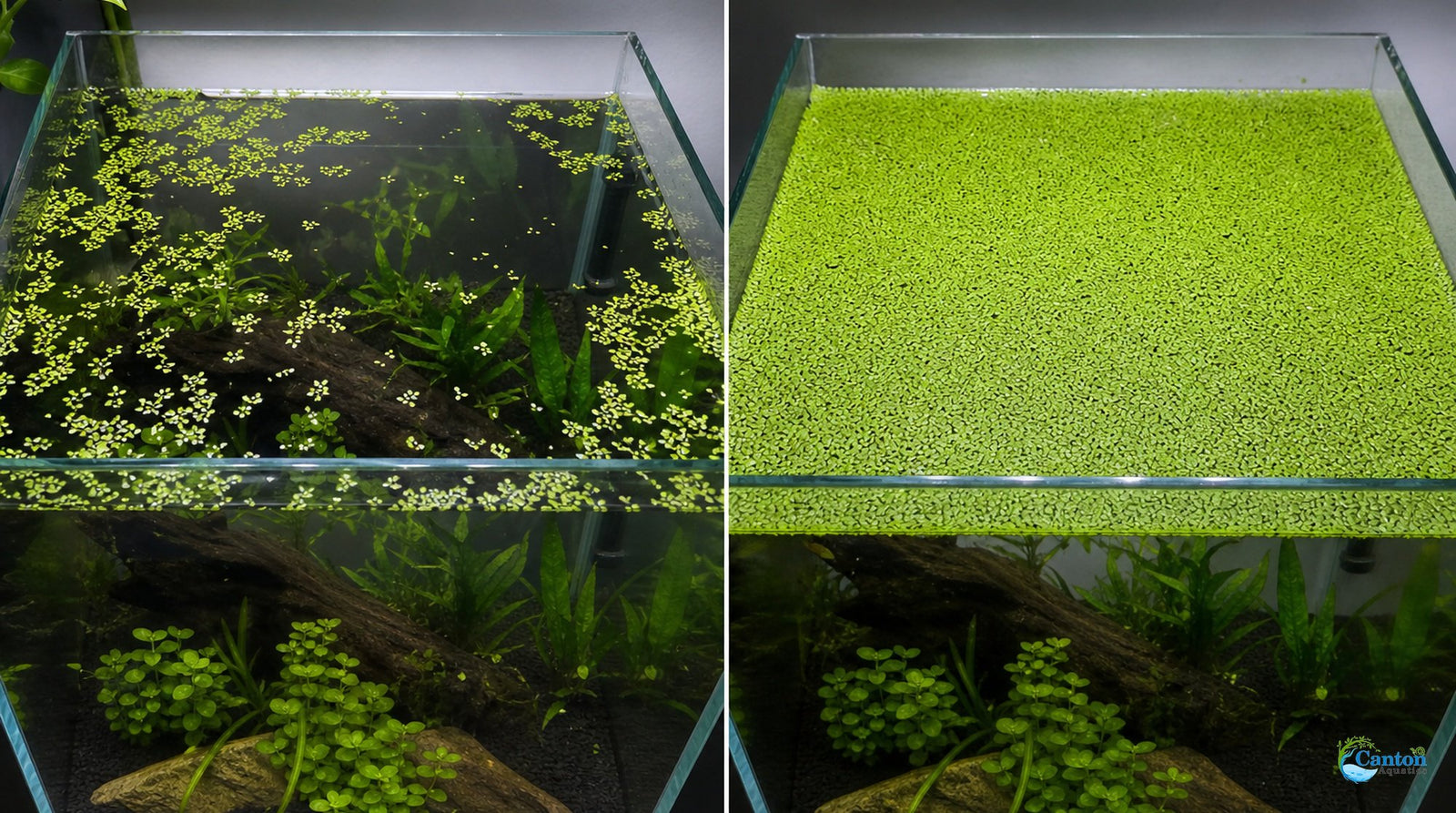 Duckweed (Lemma Minor)