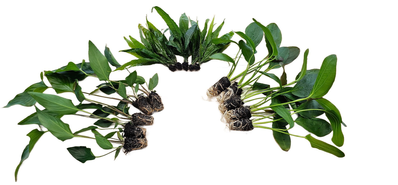 Beginner Centerpiece Bundle – 20–40 Gallon Low-Tech Aquarium | Easy Live Plants, Lush & Hardy