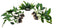 Beginner Centerpiece Bundle – 20–40 Gallon Low-Tech Aquarium | Easy Live Plants, Lush & Hardy