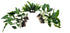 Beginner Centerpiece Bundle – 20–40 Gallon Low-Tech Aquarium | Easy Live Plants, Lush & Hardy