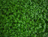 Pearl Weed (Hemianthus Micranthemoides) – Live Aquarium Plant
