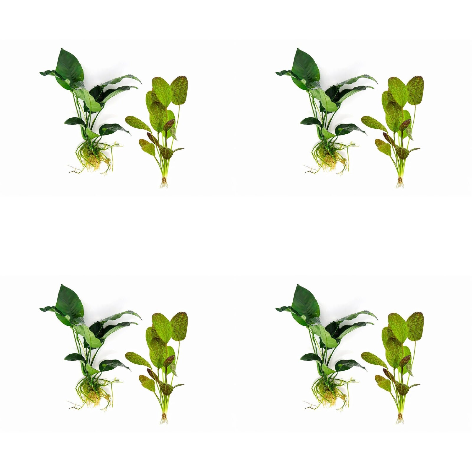 Showpiece Plant Duo – Large Amazon Sword & Anubias | Live Aquarium Plants, Easy, Lush, Freshwater
