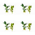 Showpiece Plant Duo – Large Amazon Sword & Anubias | Live Aquarium Plants, Easy, Lush, Freshwater