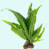 Java Fern (Microsorum Pteropus) on Mat