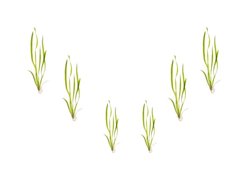 6 Plant Pack Jungle Vallisneria Americana – Live Freshwater Aquarium Plants - Image 1 of 10