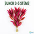 Scarlet Temple (Alternanthera Reineckii) – Live Freshwater Aquarium Plant