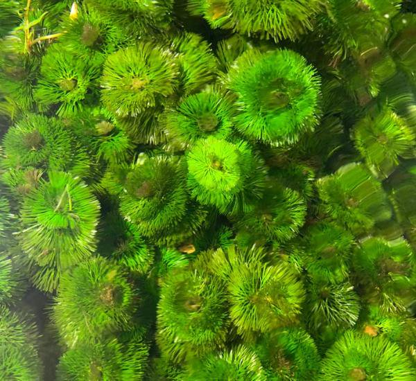 Aquarium Plant Bundle – Ludwigia, Bacopa & Cabomba (18 Stems)