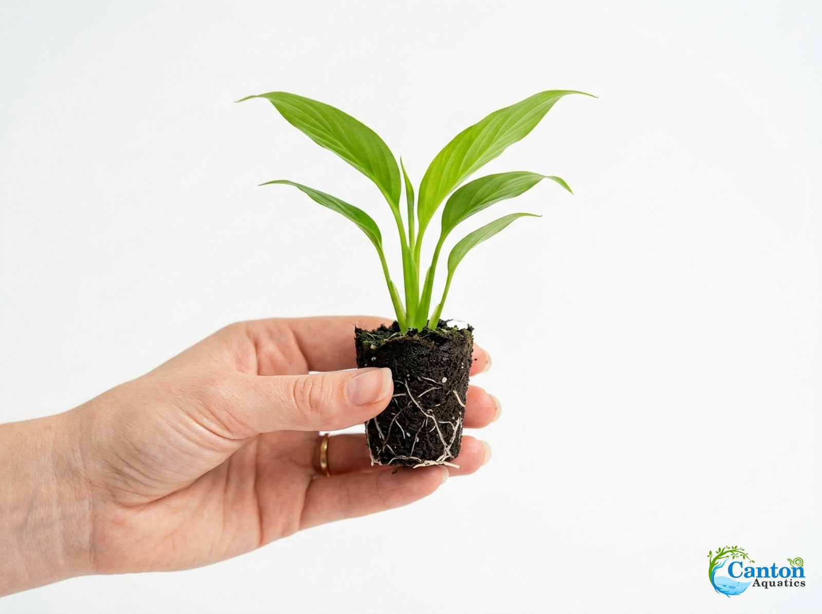 Spathiphyllum (Peace Lily) Rooted Starter Plant 3 Pack