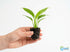 Spathiphyllum (Peace Lily) Rooted Starter Plant 3 Pack