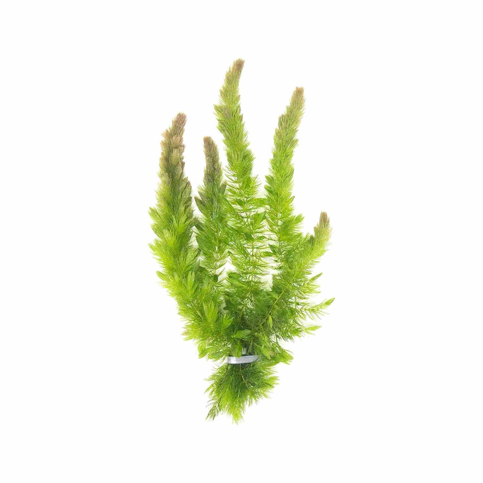 Hornwort Bunch