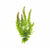 Hornwort Bunch