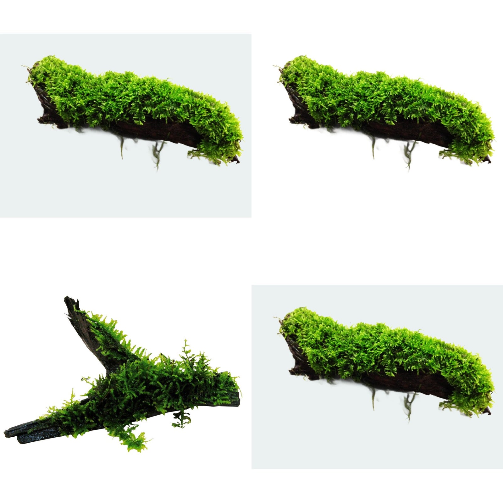 Moss On Wood – Live Aquarium Moss Attached to Natural Driftwood