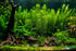 Limnophila Hippuridoides – Live Freshwater Aquarium Plant
