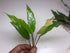 Anubias Minima Bare Root - Image 5 of 40