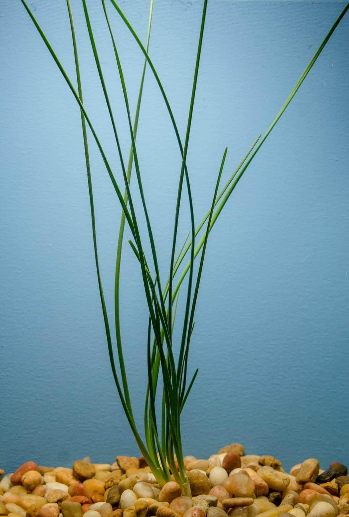 Water Onion Dwarf (Zephyranthes candida) – Live Freshwater Aquarium Plant