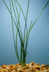 Water Onion Dwarf (Zephyranthes candida) – Live Freshwater Aquarium Plant