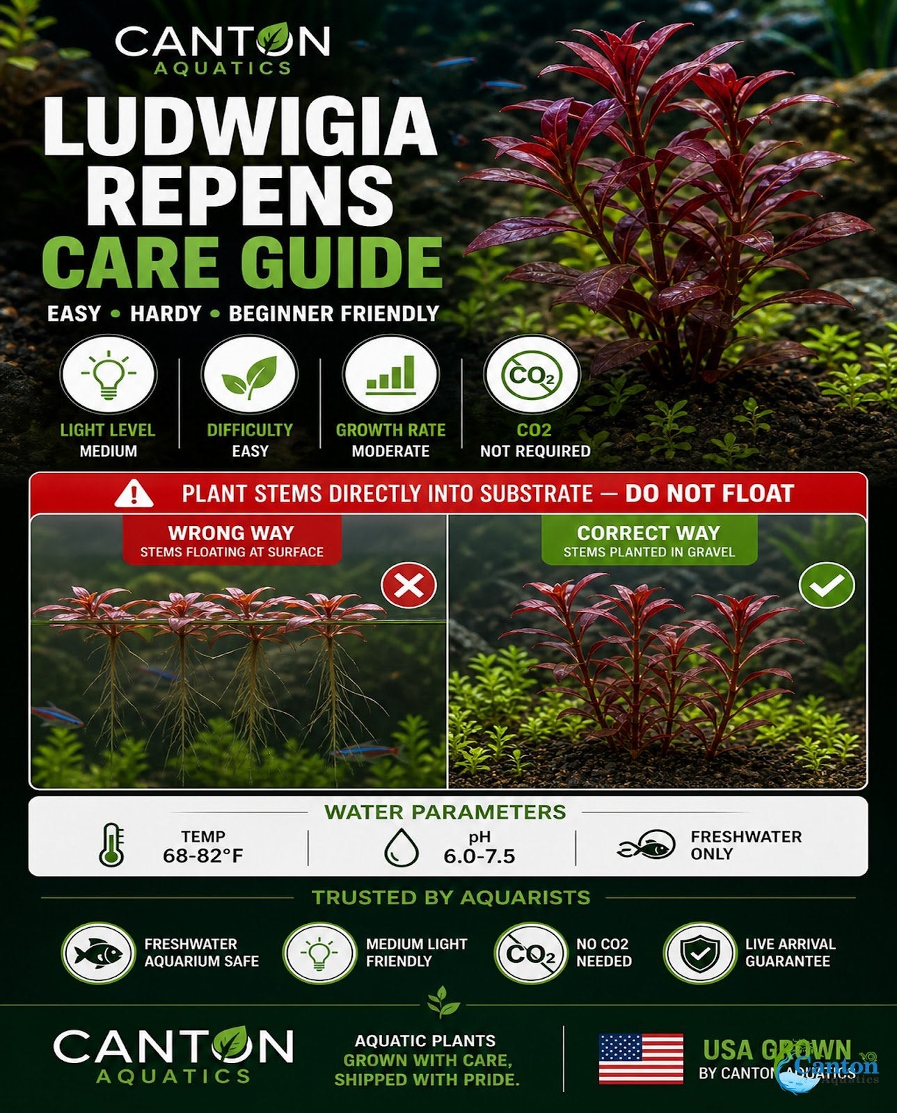 Ludwigia Repens (Dark Red)