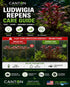 Ludwigia Repens (Dark Red)