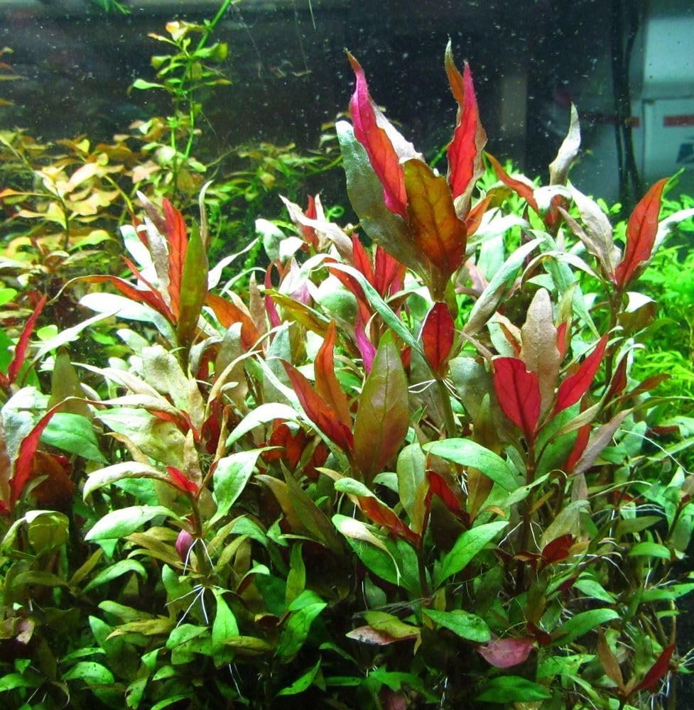 Red Flame Sword, Alternanthera Reineckii & Red Tiger Lotus Bundle – Live Freshwater Aquarium Plants